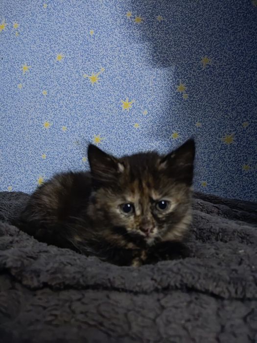 Віддам котиків в добрі руки