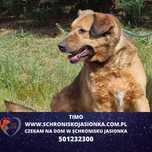 Timo w schronisku jasionka