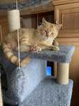 Кот рыжий , котенок рыжий даром в дрбрые руки