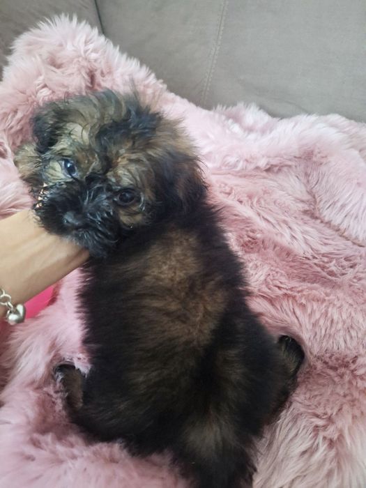 Cukiereczek unikatowy maluszek shih tzu szuka domu