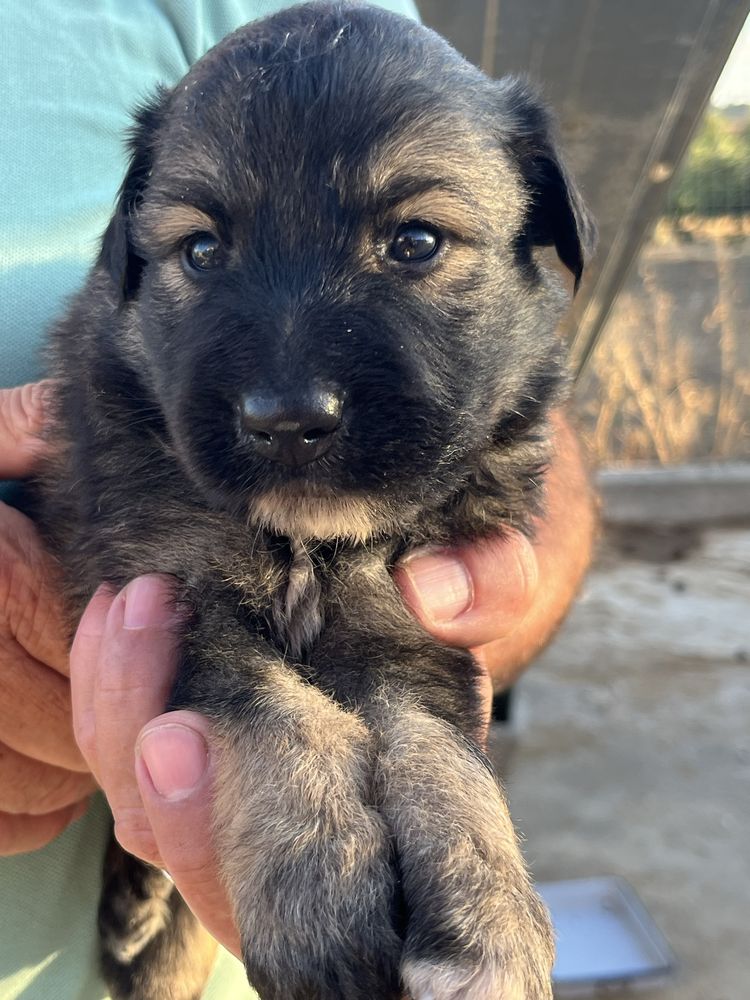 Cães para adoção