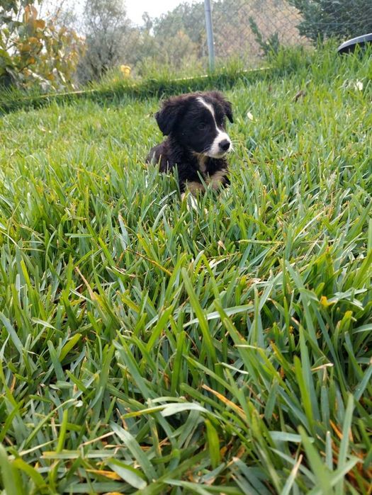 Collie preta e branca fêmea