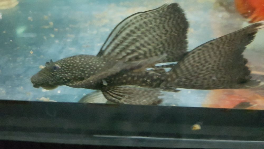 Glonojady  mlode welonowe 5cm