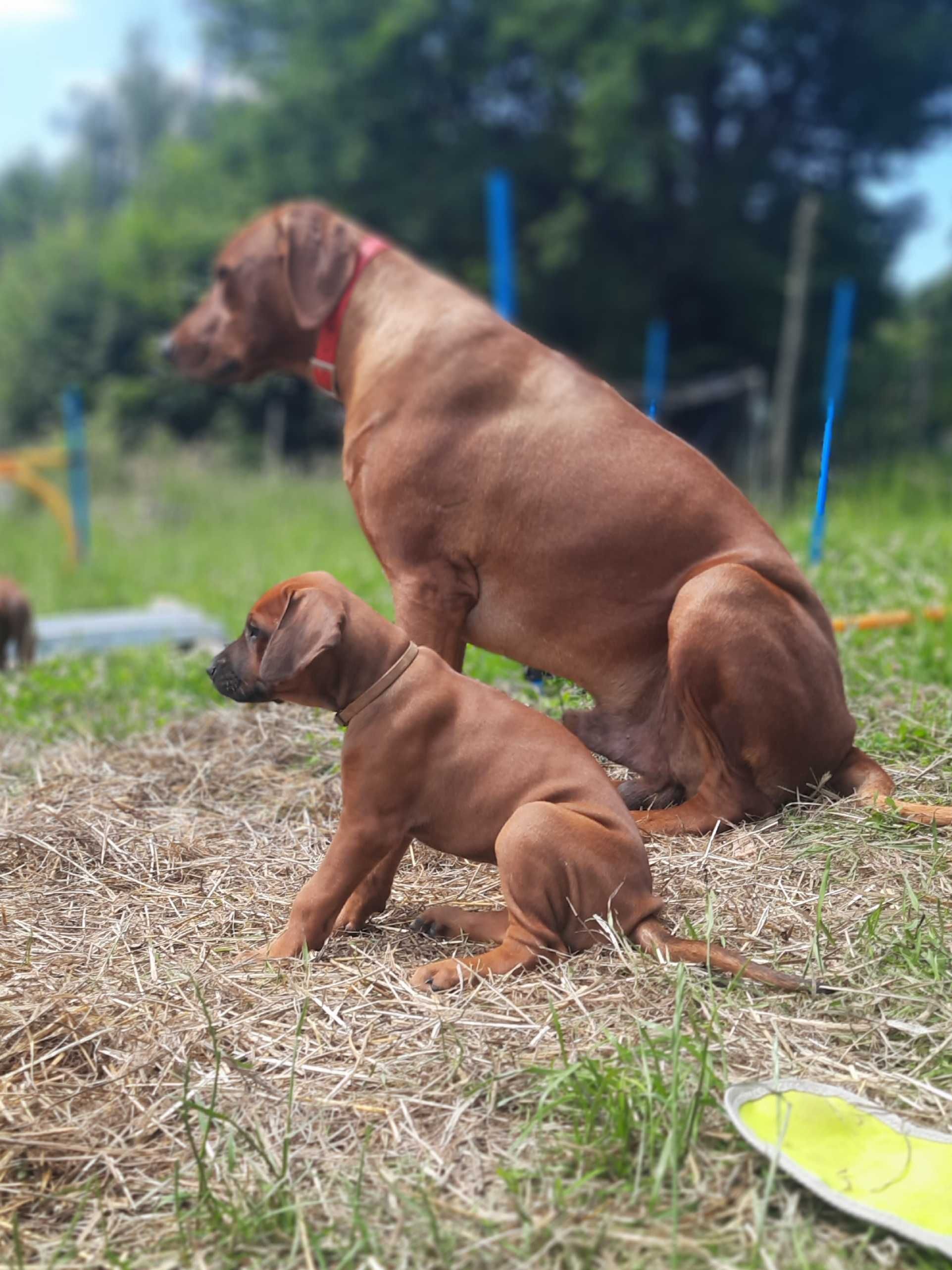 Szczeniak Rhodesian Ridgeback Hodowla ZKwP - Miot "RA"