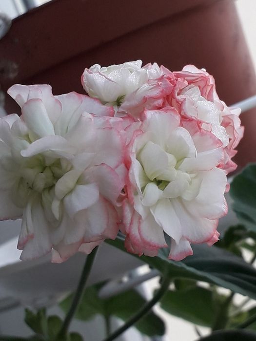 Пеларгония махровая герань