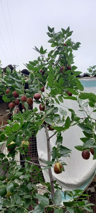Продам саджанці  Зізіфуса  хурми  інжиру  гранату.