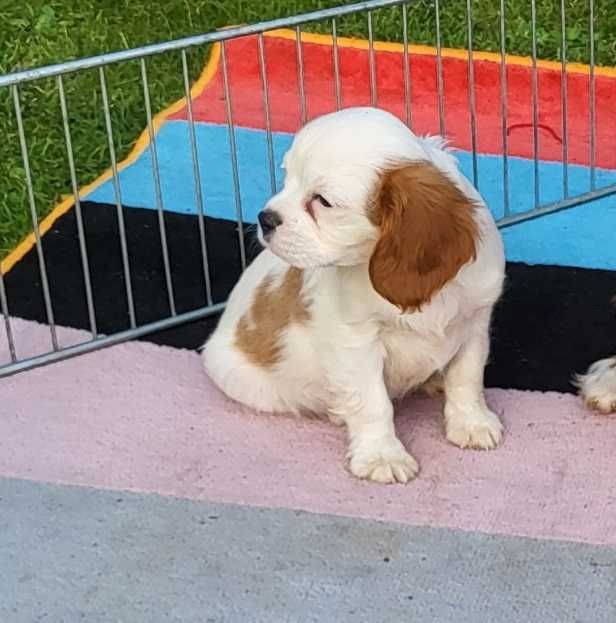 Cavalier King Charles Spaniel