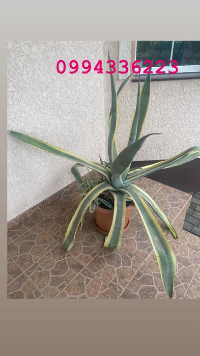 Продаж Вазони Агава