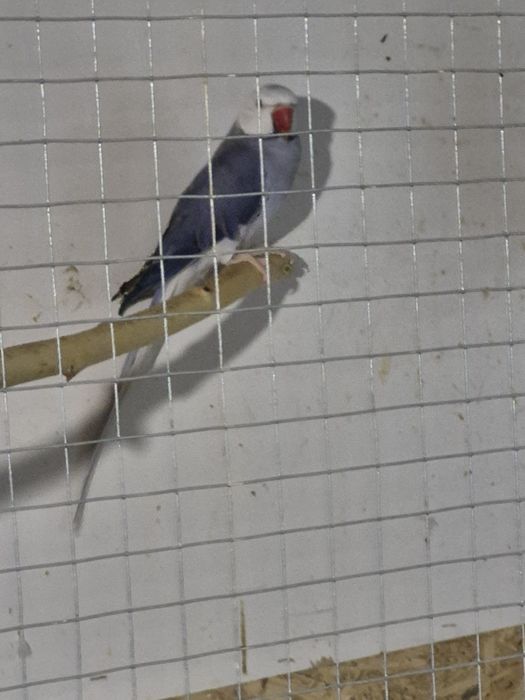 Aleksandretta obrożna