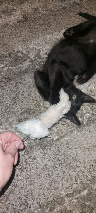 Kacperek potrzebuje domu