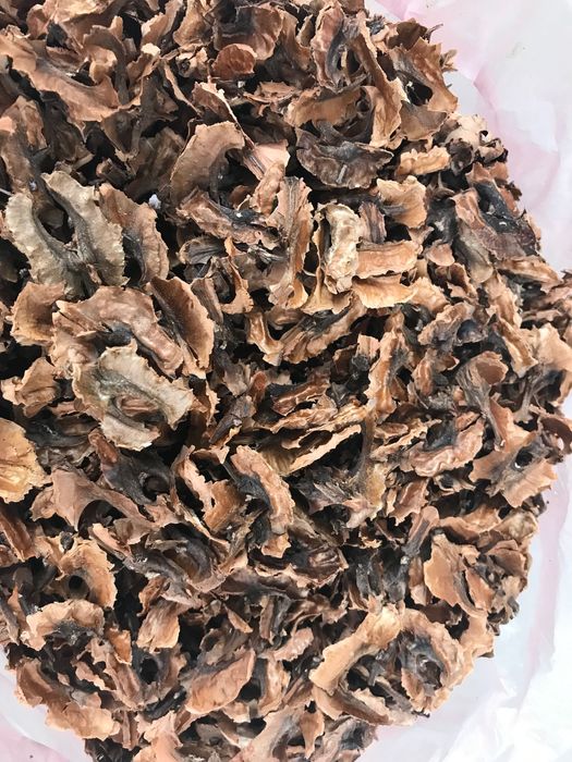 Перетинка грецького горіха