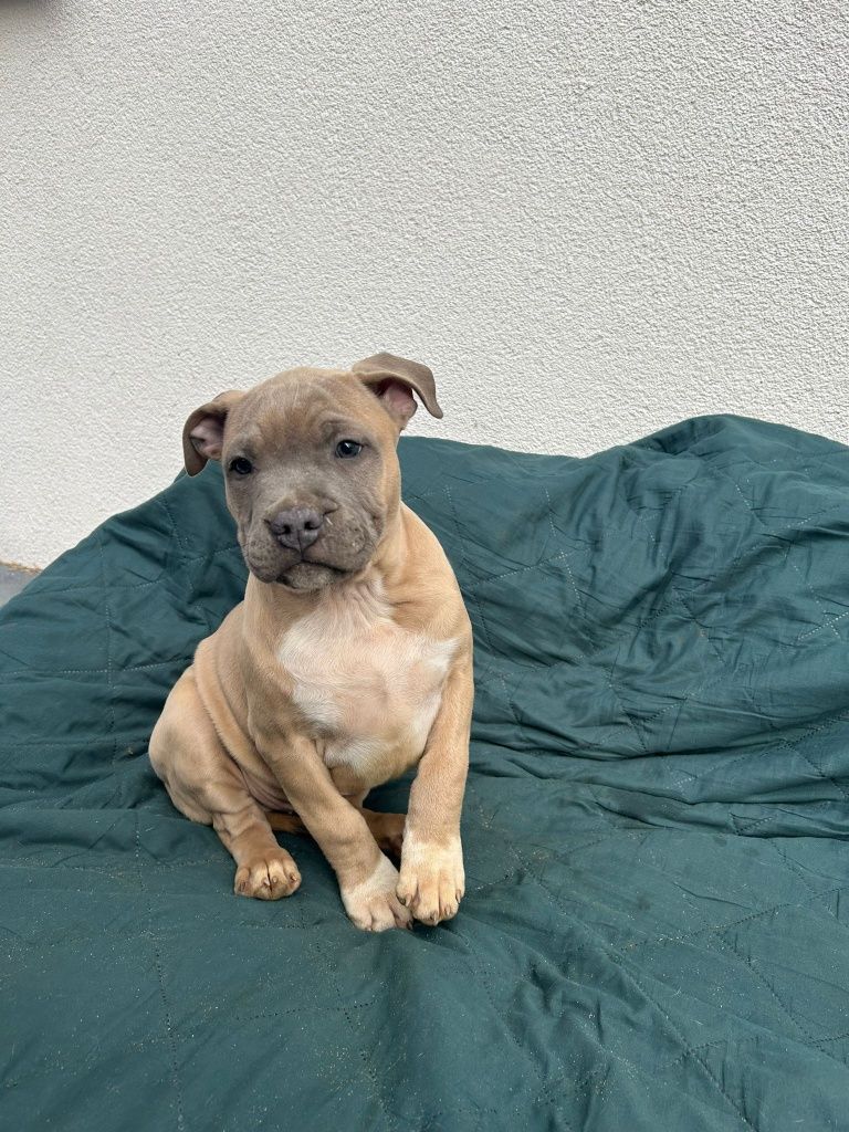 Amstaff, American Staffordshire terrier