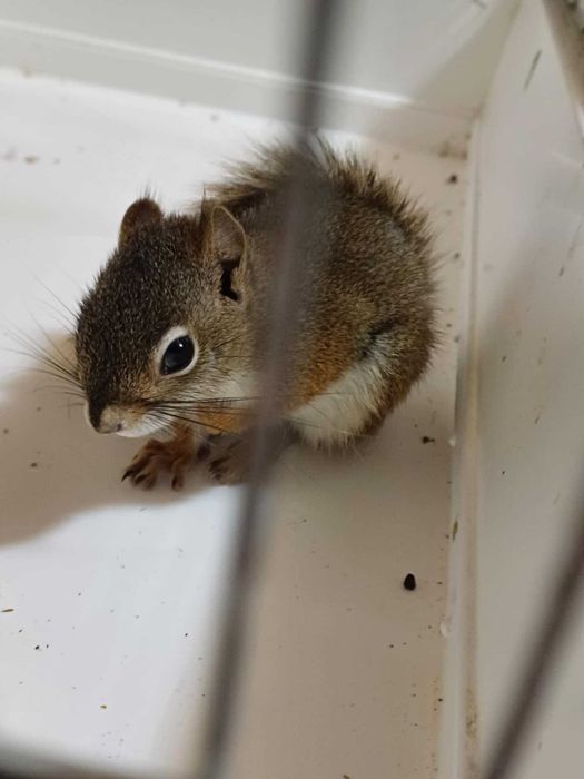 Wiewiórka hudsona samica