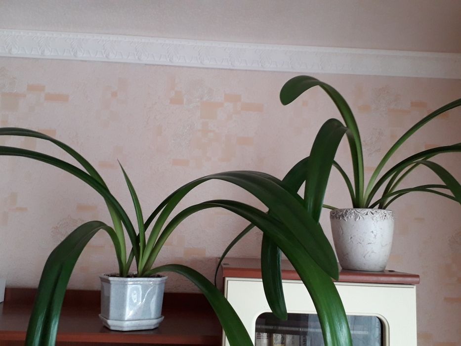 Гиппеаструм. Комнатные растения.