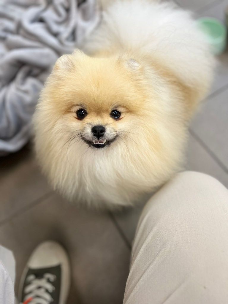 Pomeranian szpic miniaturowy