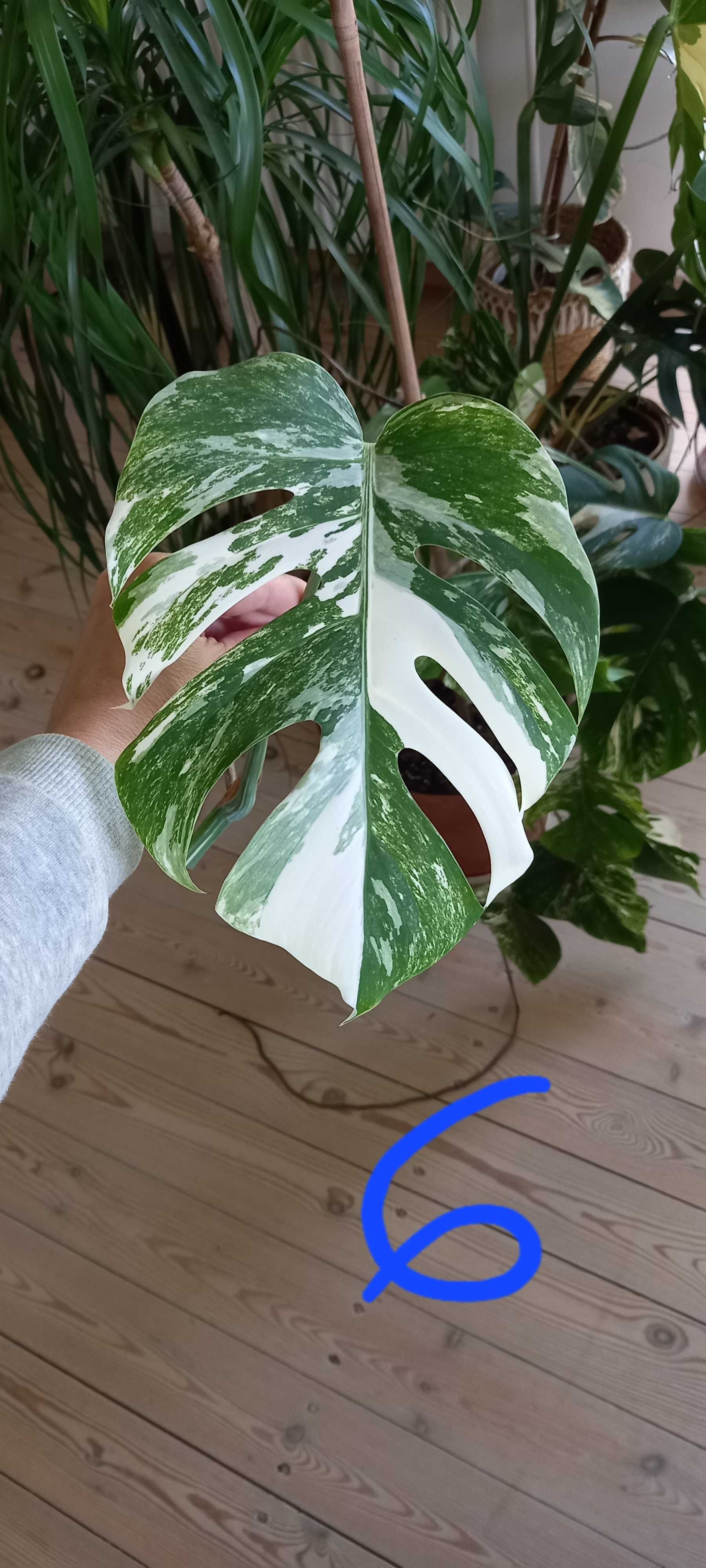 Sadzonki cięte monstery variegata