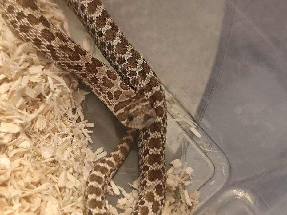 Sprzedam Heterodona Zachodniego