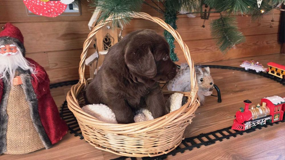 Labrador retrevier castanho