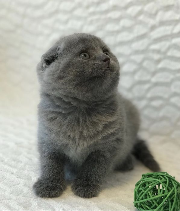 Скоттиш фолд девочка