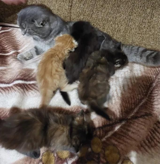 Продам котят в хорошие руки