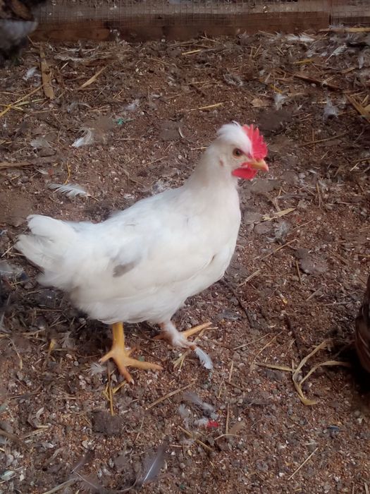 Kurczaki tegoroczne 6 sztuk mix