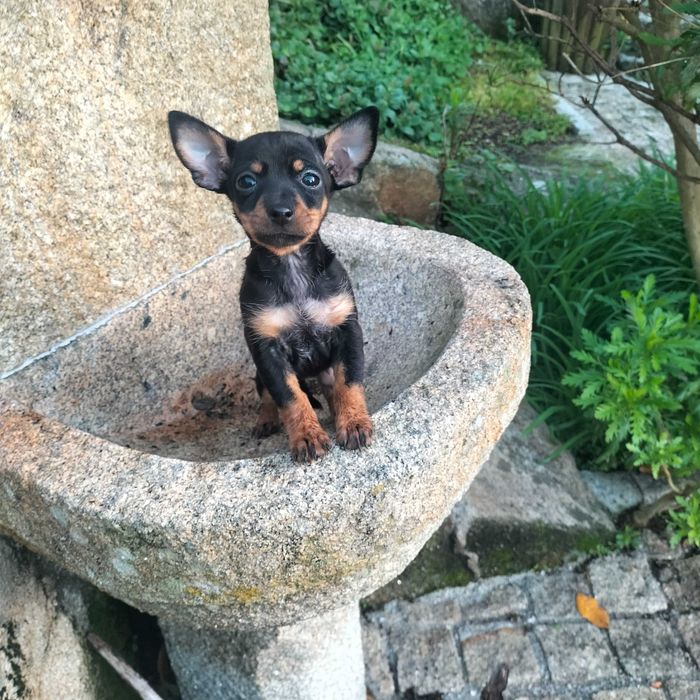 Pinscher fêmea belíssima