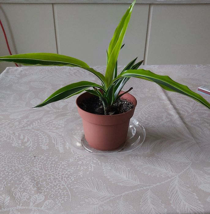 Драцена Лемон Лайм