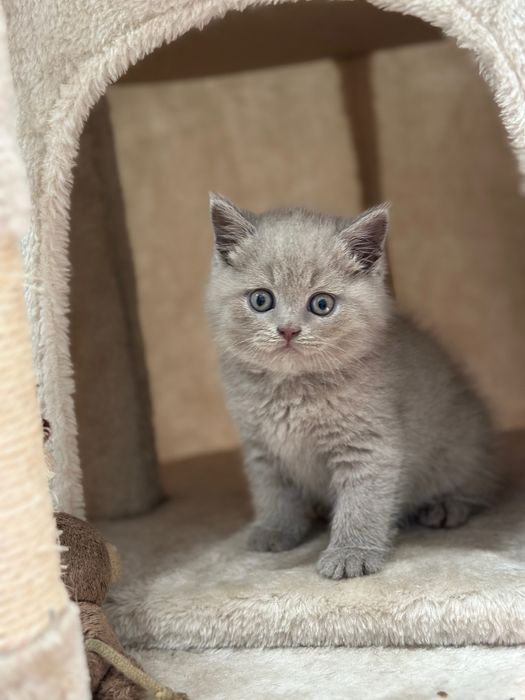 Koteczka Lili do odbioru