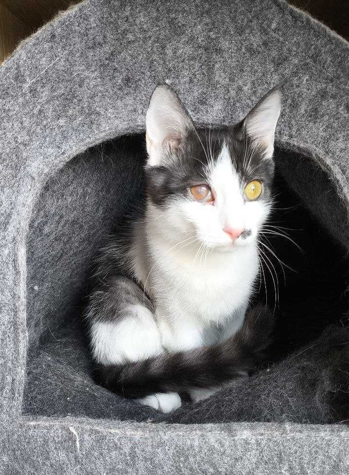 Котики взрослые и котята БЕСПЛАТНО