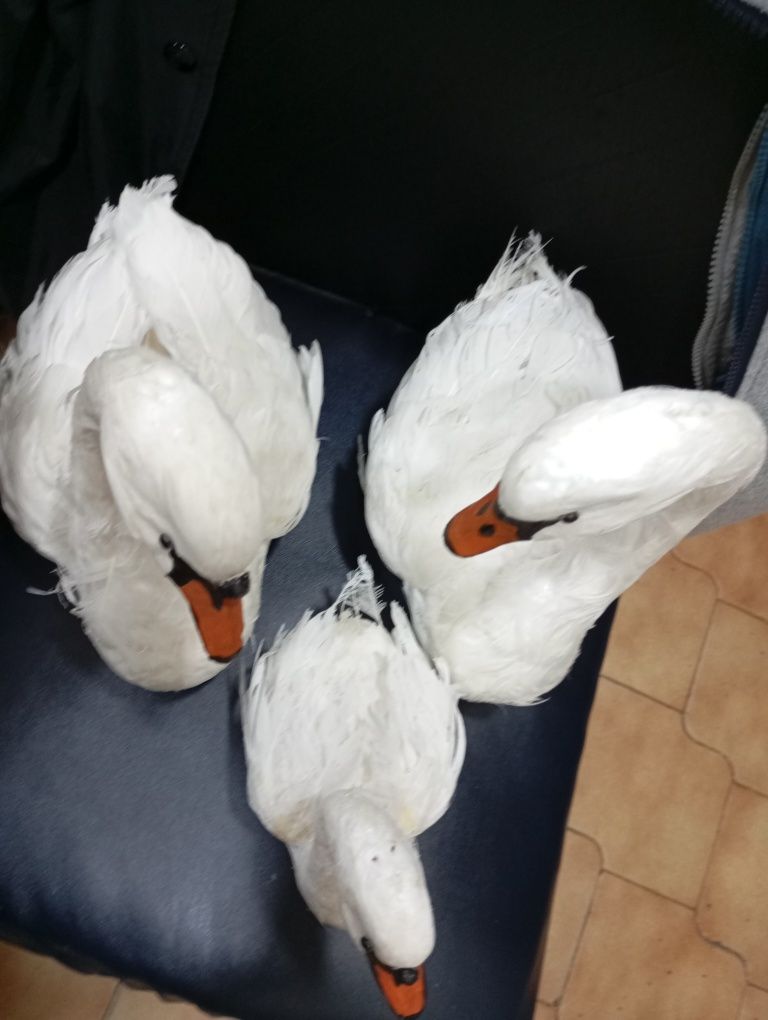 40€ Conjunto de 3 gansos com penas verdadeiras entrego em Rio tinto