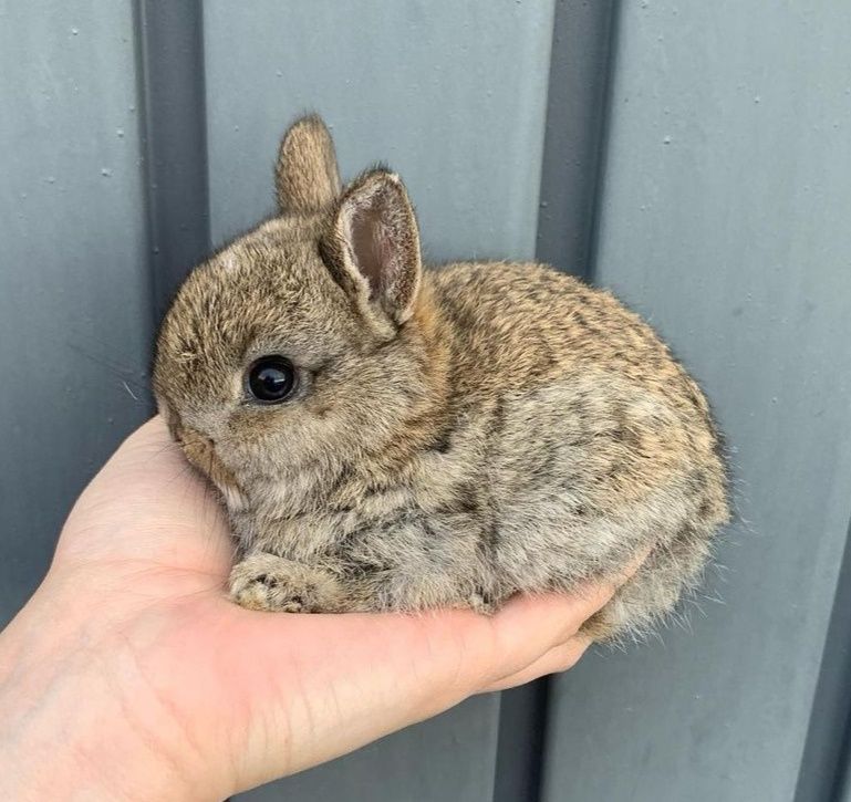 Coelhos anões lindíssimos