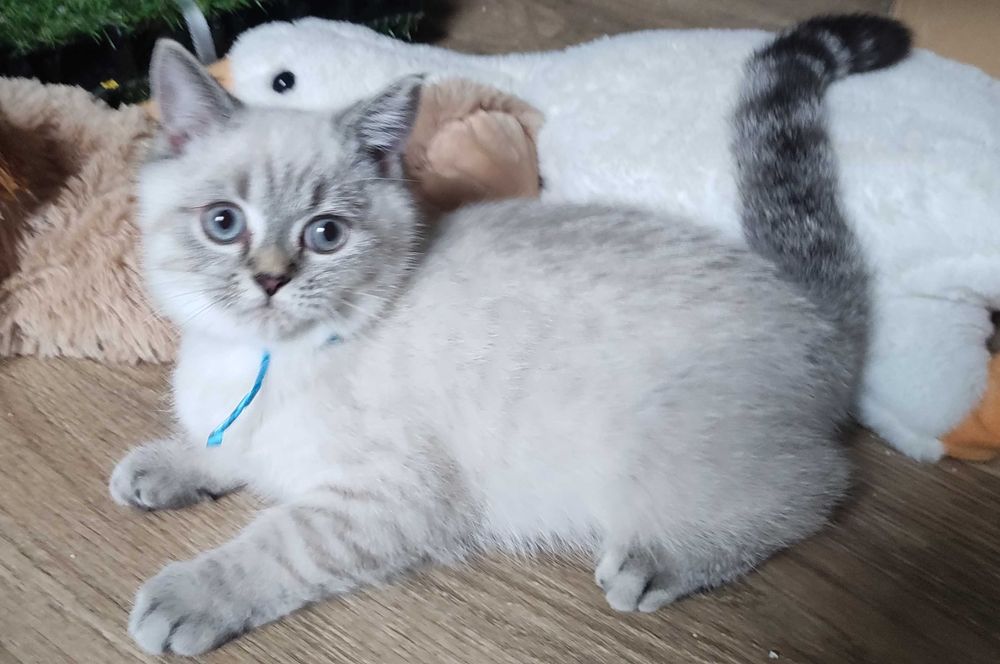 Kocurek Brytyjski (PZF) Staś – przytulas który szuka swojego człowieka