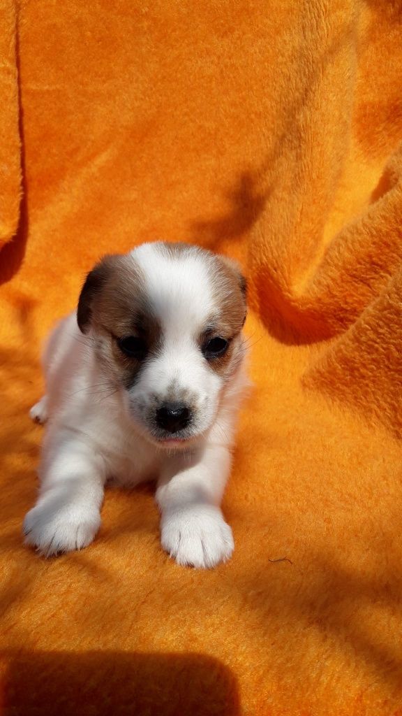 Jack Russell terrier ostatnia suczka