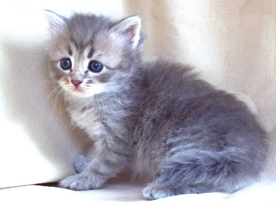 Kot, kotka syberyjska z rodowodem