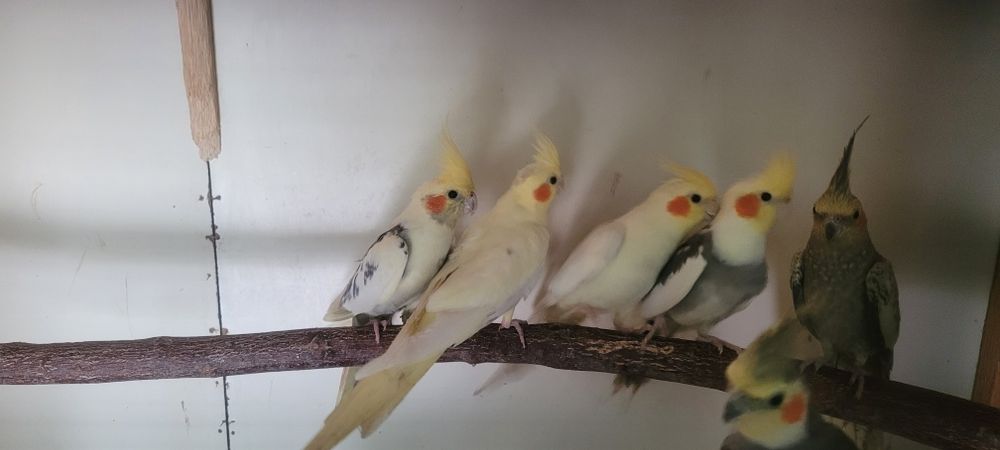 Papugi nimfy idalne do oswojenia