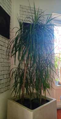 Dracaena Marginata 180cm