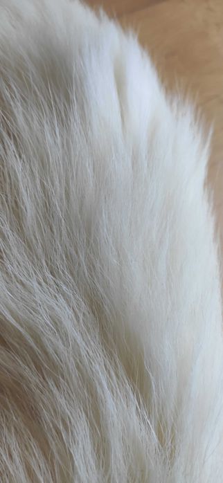 Ogon lisa kolor biały