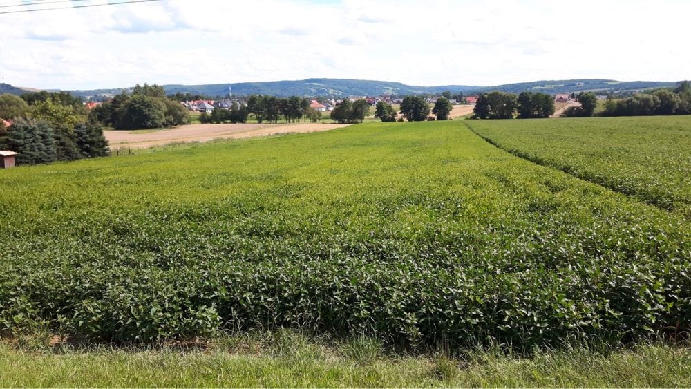 Działka budowlana ul. Wegierska Dynów