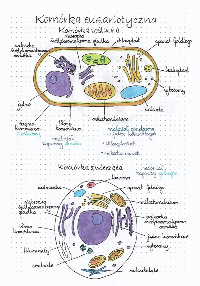 Notatki maturalne z biologii - wersja elektroniczna