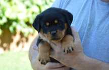 Rottweiler, rottweilery, szczeniak suka ZKwP Poznań
