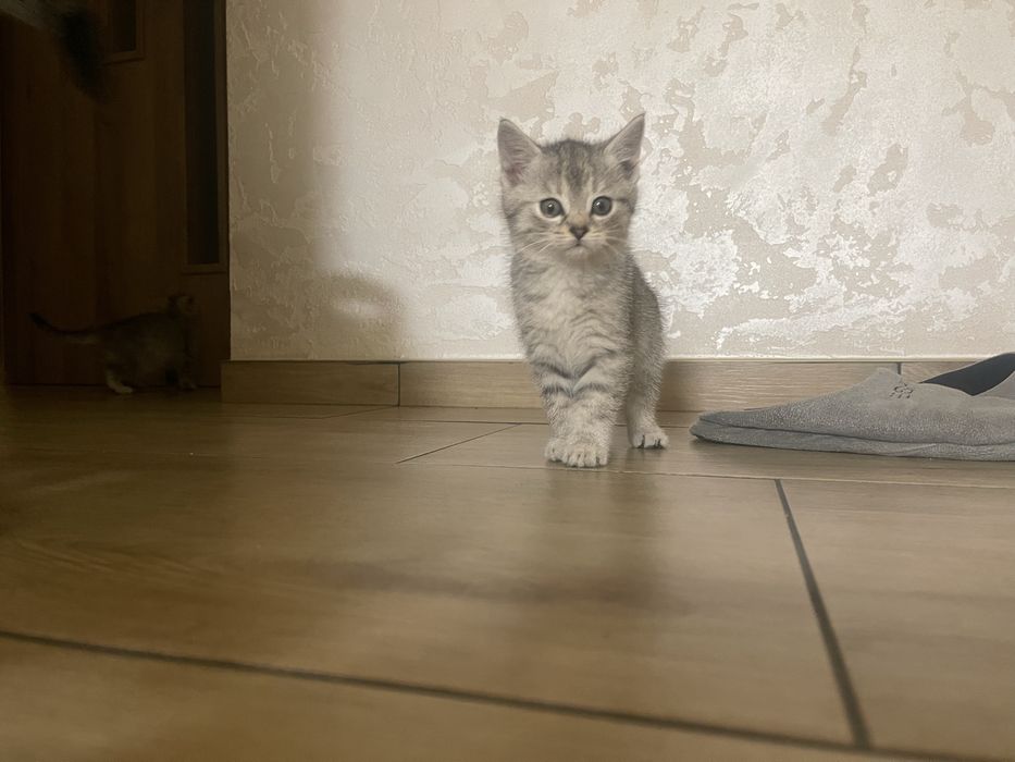 Kotki jasnoszare prażkowane do wydania