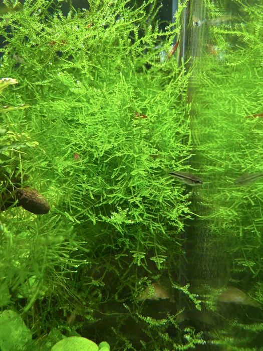 Mech Christmas moss / mech do akwarium