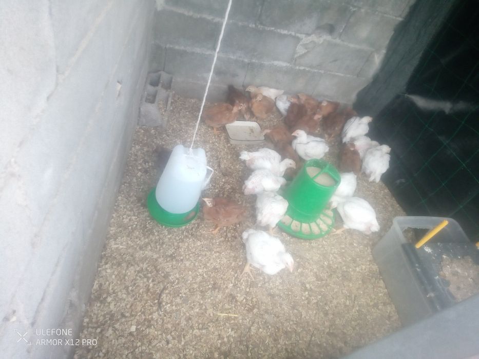 Vender galinha caseira