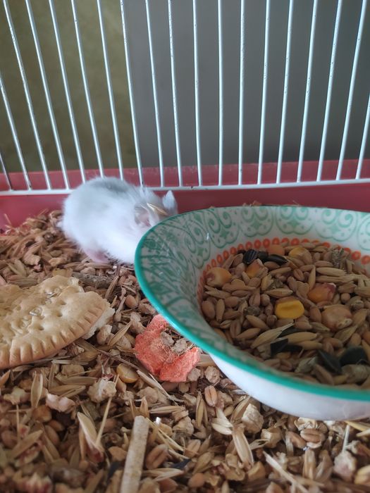 Хомячки Кременчуг