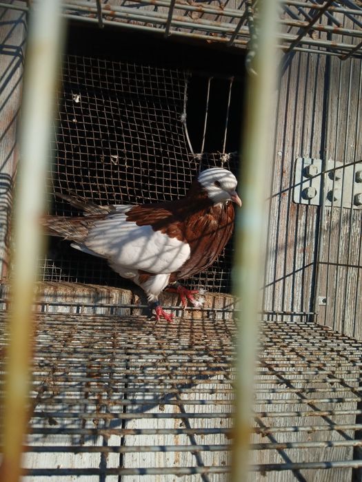 Sprzedam standard samce samice