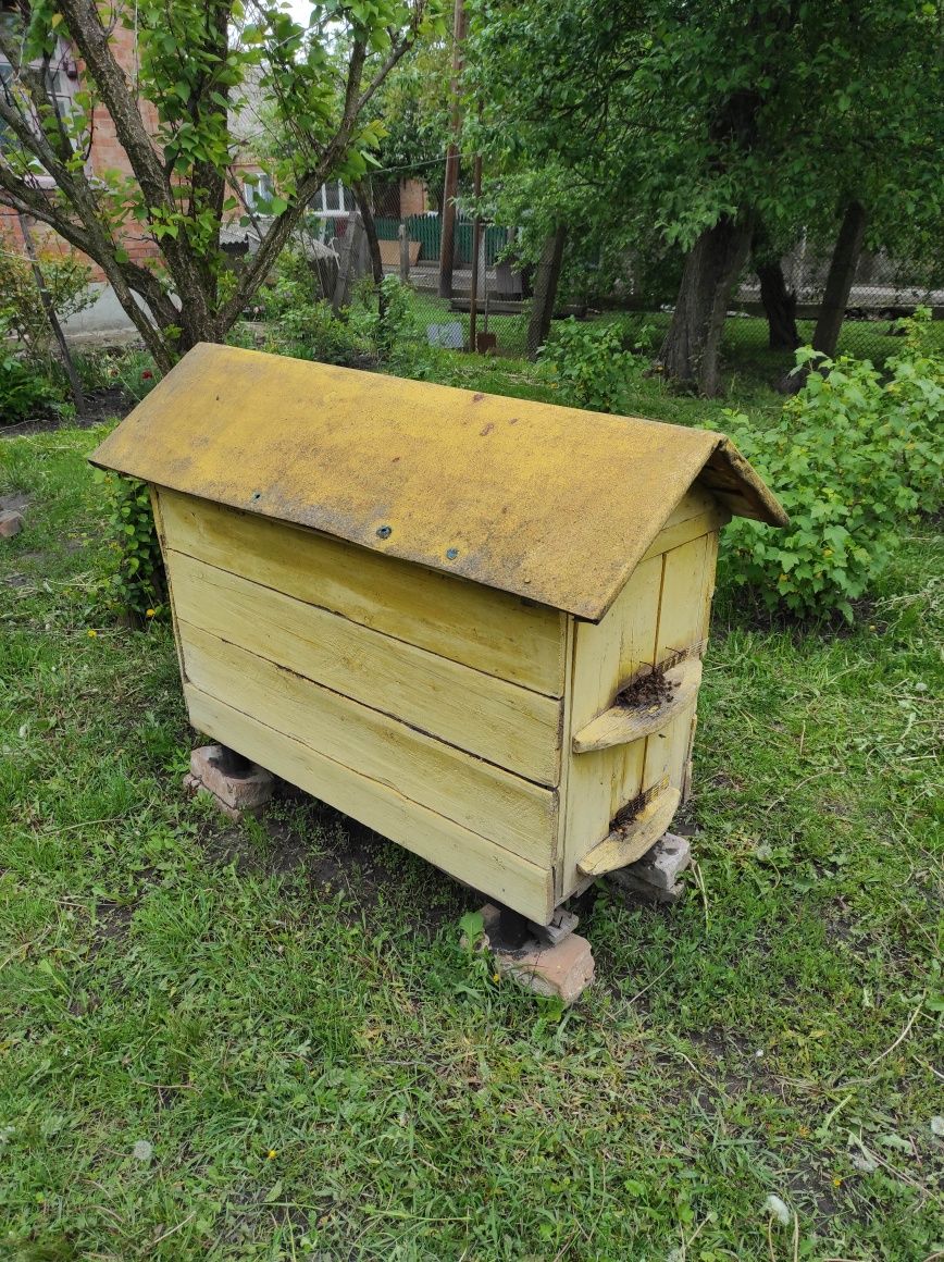Продаю бджоли три сім'ї вулики теплі пасіка пчелы улей