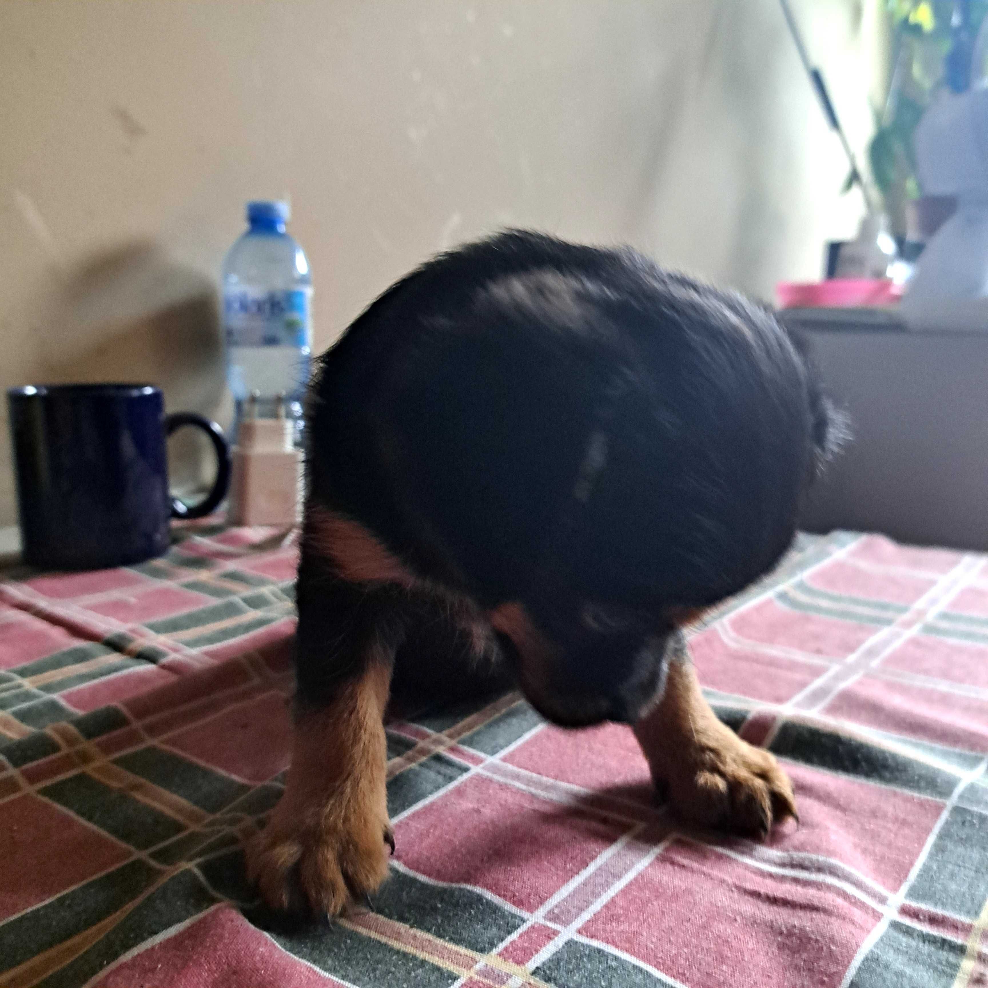 Oddam za darmo suczke