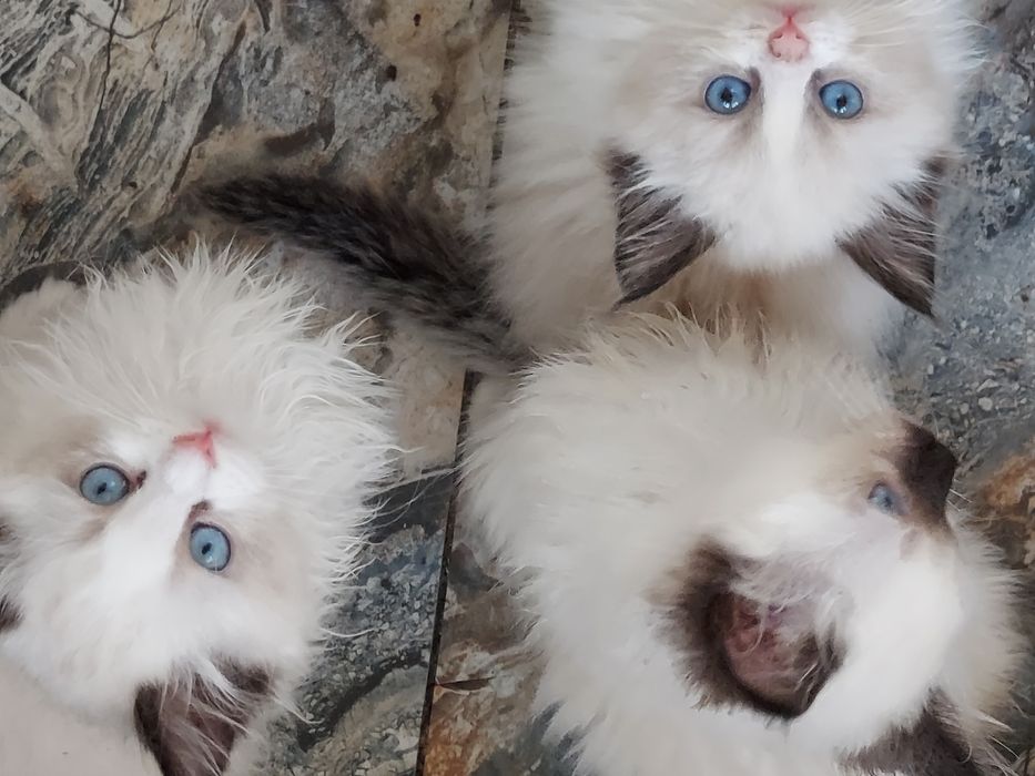 RAGDOLL KOCIAK wolny  Rezerwacja / odbiór od 24 X. 2025.