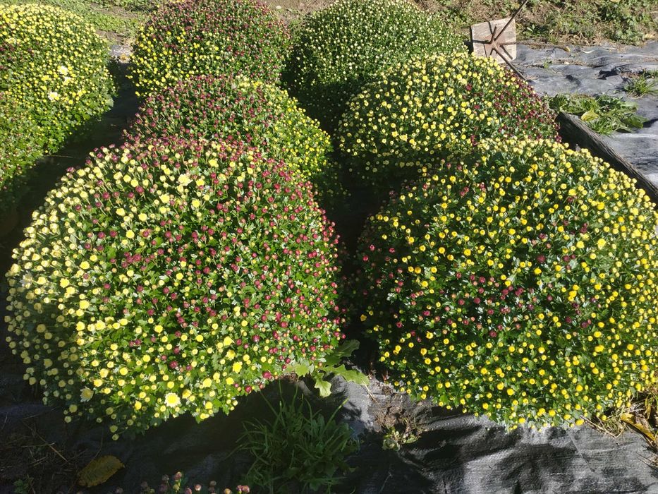 Chryzantemy drobnokwiatowe