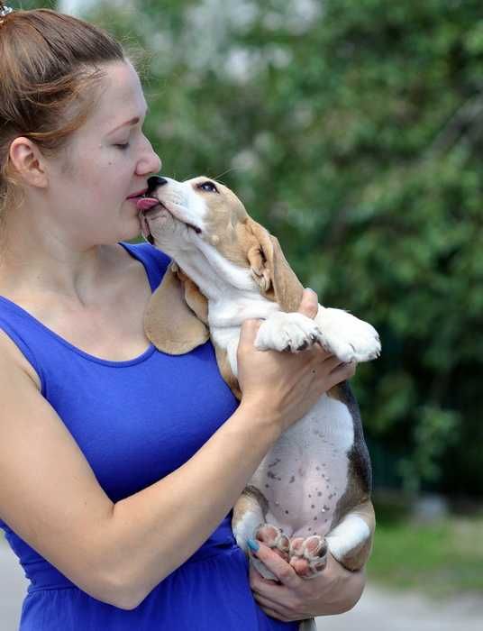 Видео) Элит щенки бигля, цуценята бігля из топ питомника, гентесты.